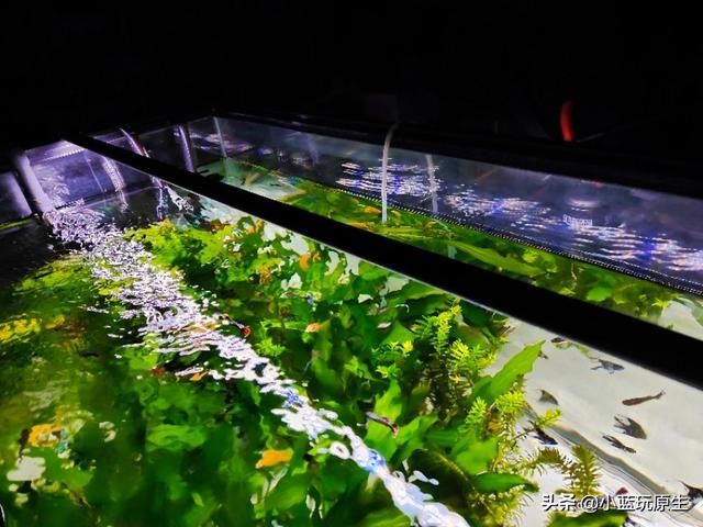 去除鱼缸褐藻最好办法（鱼缸爆褐藻的详细原因）(3)