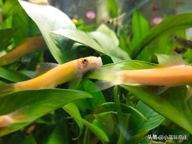 去除鱼缸褐藻最好办法（鱼缸爆褐藻的详细原因）(7)