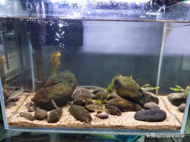 去除鱼缸褐藻最好办法（鱼缸爆褐藻的详细原因）(2)