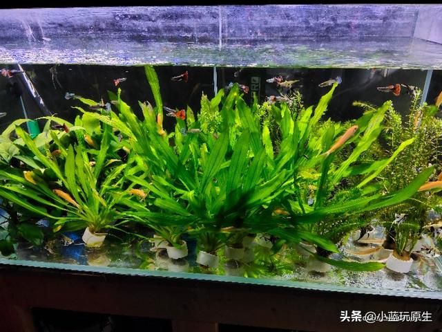 去除鱼缸褐藻最好办法（鱼缸爆褐藻的详细原因）(5)