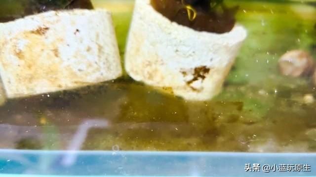 去除鱼缸褐藻最好办法（鱼缸爆褐藻的详细原因）