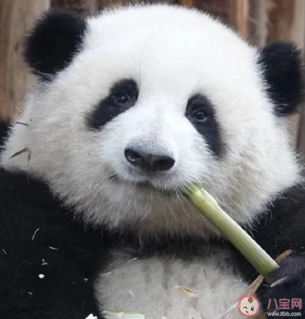 大熊猫1天要吃40斤新鲜竹子 大熊猫平时只吃竹子吗