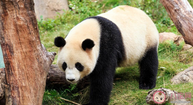 萌度爆表的大熊猫辨认图你认得几只 熊猫为什么如此受关注