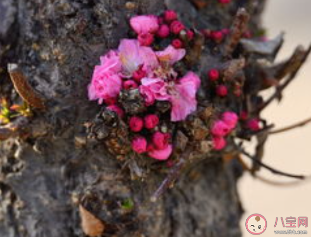 干枝梅是梅花吗 干枝梅有毒吗