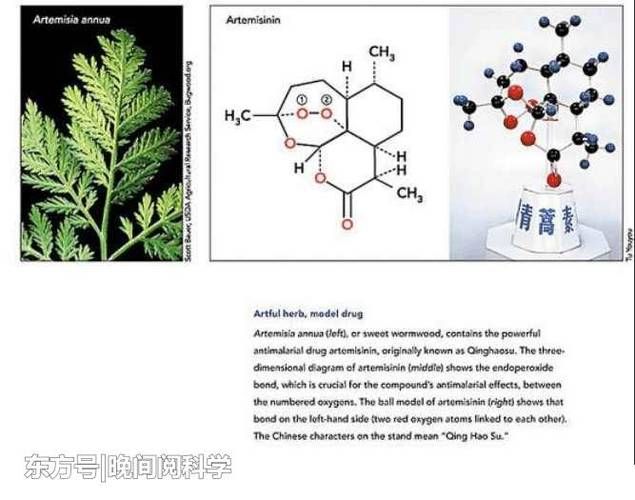 青蒿素是哪位科学家的研究成果（德科学家开发出快速合成青蒿素新法）