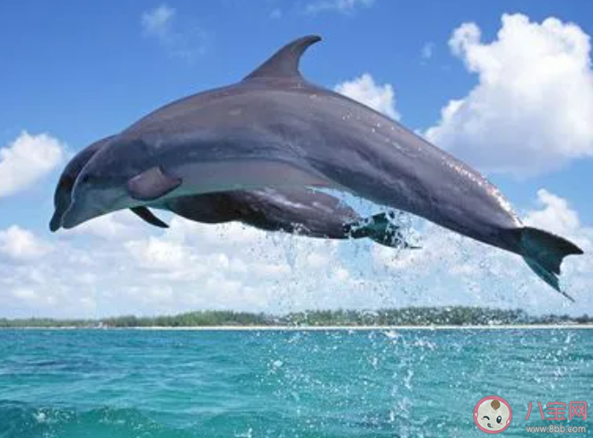 考考你海豚能看见蓝色吗 神奇海洋5月20日答案