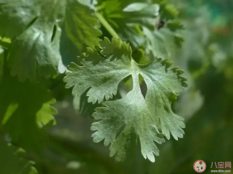 糖尿病人能吃香菜吗 香菜吃了有什么好处