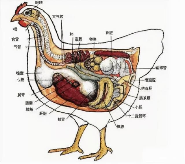 三丁酸甘油酯在水产应用（丁酸甘油酯在肉禽生产中的应用）(4)