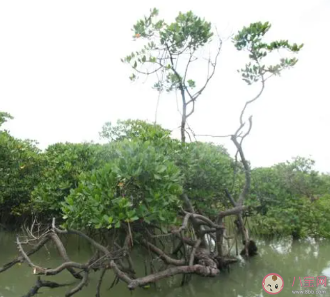 蚂蚁庄园陆地和大海交接处可能有森林吗 小课堂7月5日答案