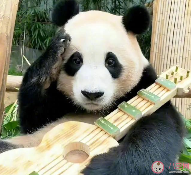 上万韩国人竞聘和大熊猫相关岗位 成为大熊猫饲养员要满足哪些条件