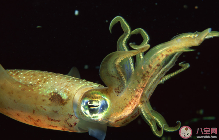 海洋生物中的头足类动物是靠什么来产生动力的 神奇海洋7月11日答案介绍