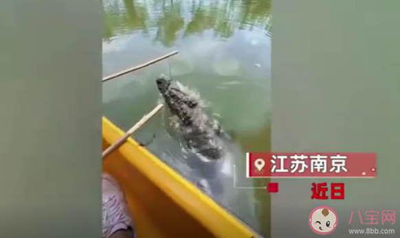 南京一动物园推出钓鳄鱼项目 扬子鳄的危险系数很小吗