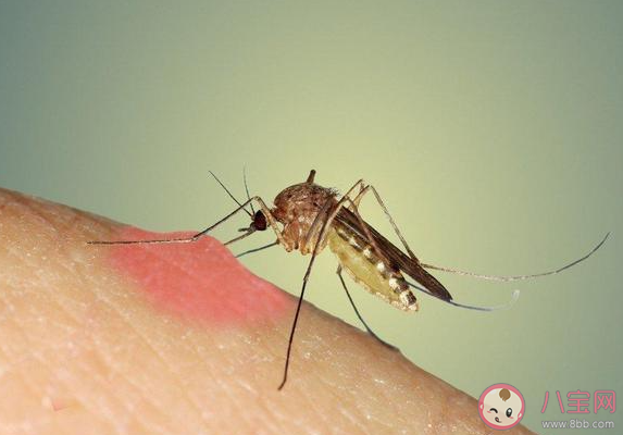 今夏蚊子都热死了吗 蚊子也怕热吗