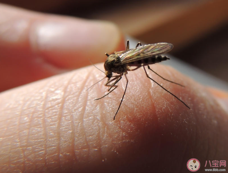 孕妇如何防止蚊子叮咬 蚊子为什么喜欢叮孕妇