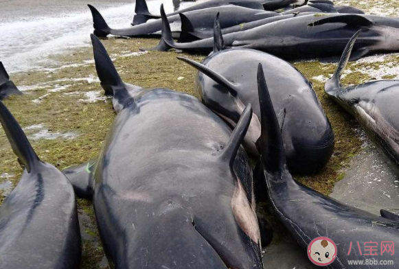 超50头鲸鱼在苏格兰海滩搁浅 鲸鱼为什么会集体搁浅