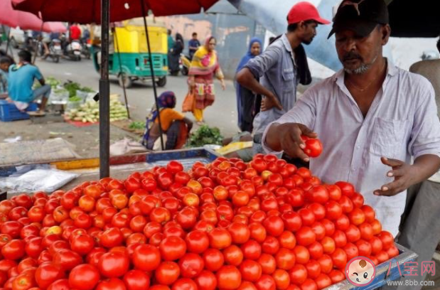 印度番茄价格暴涨8倍是怎么回事 为什么印度番茄这么贵了