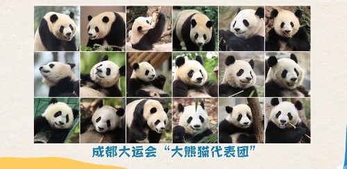 成都大运会熊猫代表团参赛项目一览