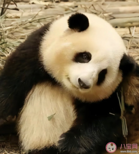 花花被游客喊胖子愣了1秒钟 熊猫能听懂人说的话吗