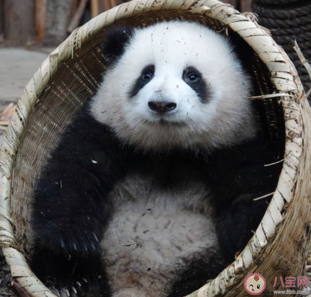 花花被游客喊胖子愣了1秒钟 熊猫能听懂人说的话吗