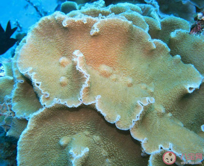 石珊瑚是由谁分泌碳酸钙骨骼堆积而成的 神奇海洋7月20日答案