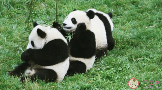熊猫的干饭量有多惊人 大熊猫每天要吃多少竹子