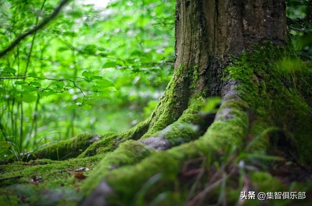 自然生态系统的法则（在自然生态系统中）(1)
