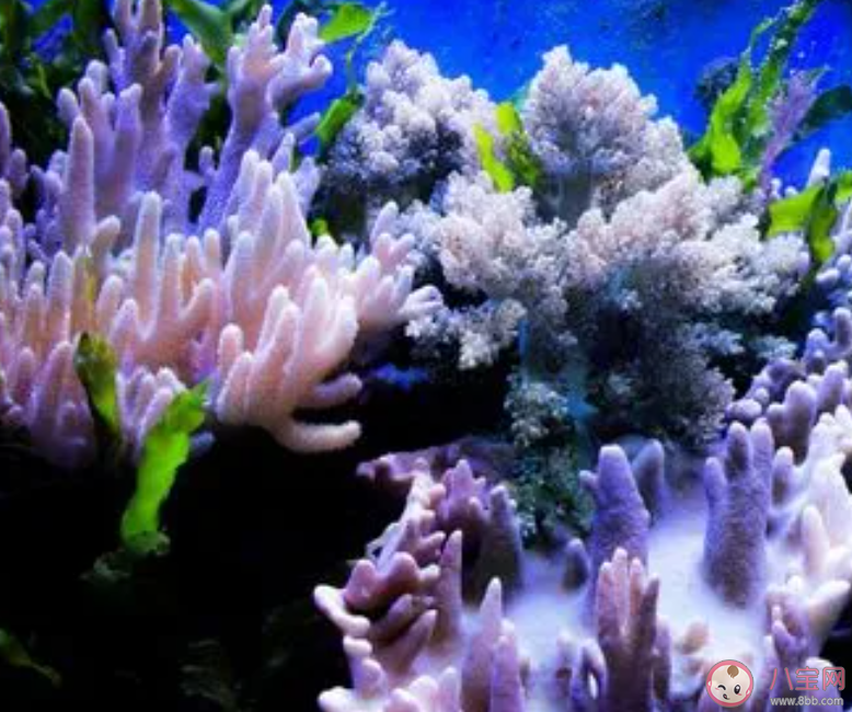珊瑚实现无性生殖的方式是什么 神奇海洋8月18日答案