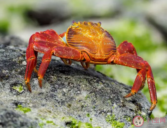 螃蟹的摄食习惯有什么特点 神奇海洋8月22日答案