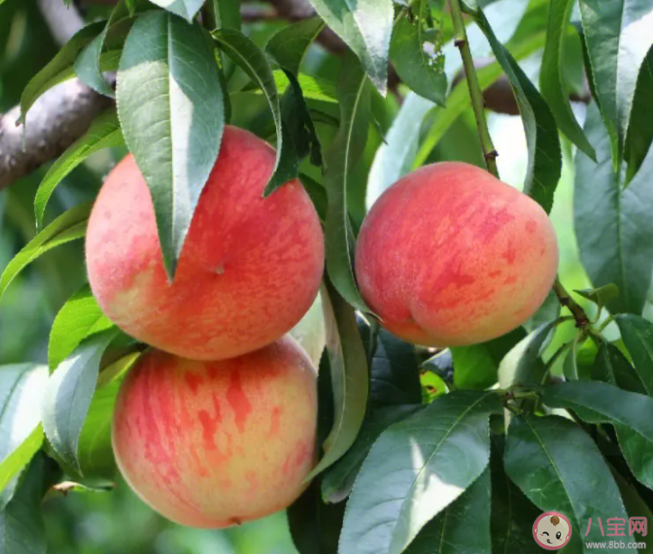 不同品种的桃子哪个更<font color='red'>营养</font> 吃桃子真的养人吗