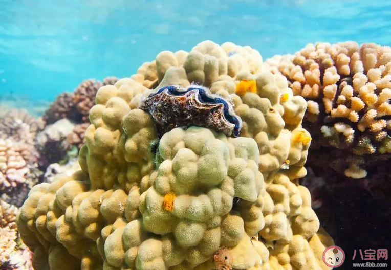 造礁珊瑚对于珊瑚礁的形成有何作用 神奇海洋8月23日答案介绍