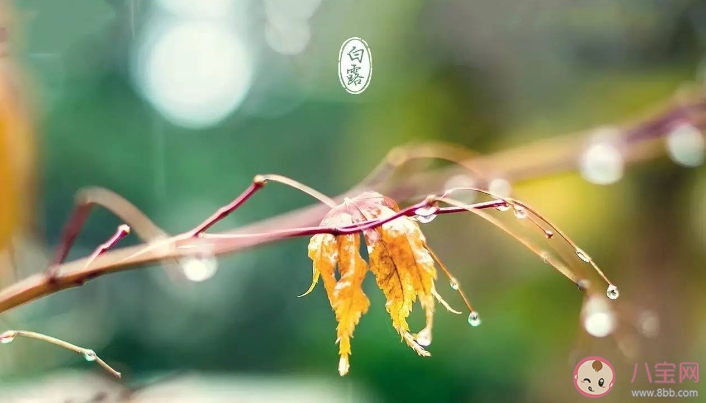白露时节哪种植物开始收获 蚂蚁庄园9月8日正确答案