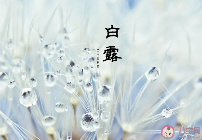 白露时节哪种植物开始收获 蚂蚁庄园9月8日正确答案