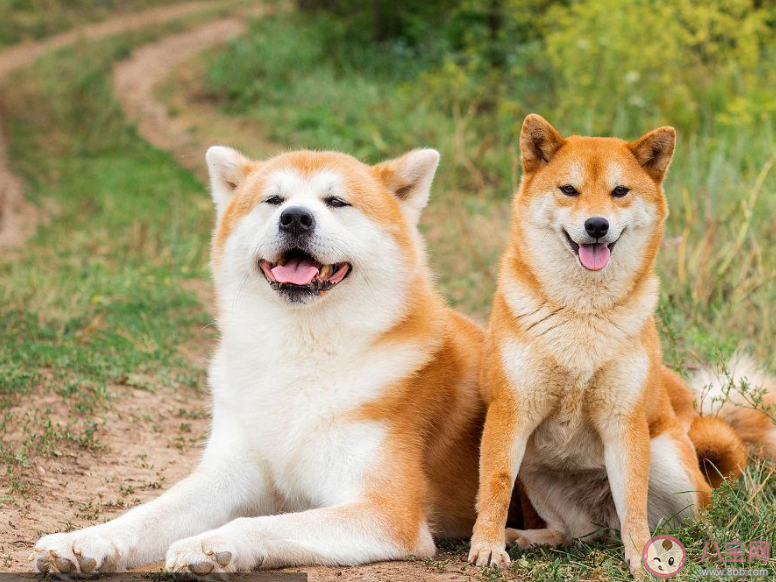 秋田犬和柴犬的区别是什么 秋田和柴犬为什么长得像