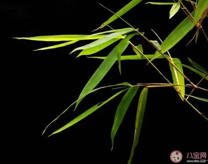 郑板桥名句咬定青山不放松立根原在破岩中描写的是哪种植物 蚂蚁庄园9月22日答案
